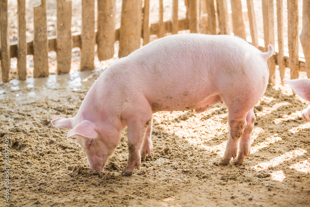 Young pigs on the farm