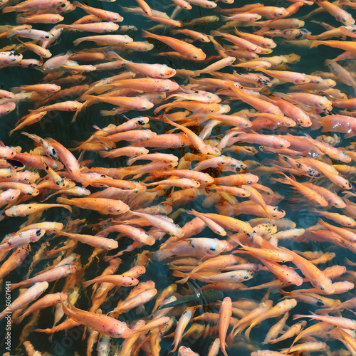 school of fish in the water