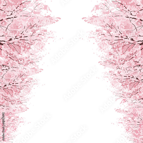 桜 並木 Rows of Cherry Blossom trees