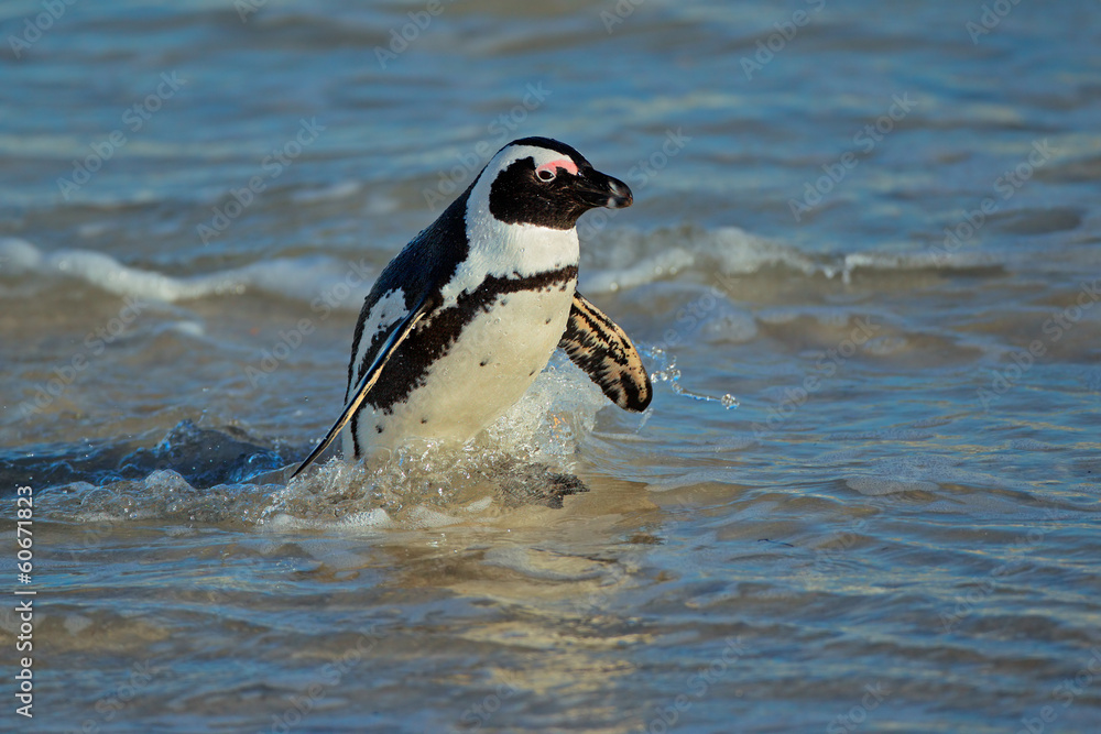 Obraz premium African penguin (Spheniscus demersus) on the beach