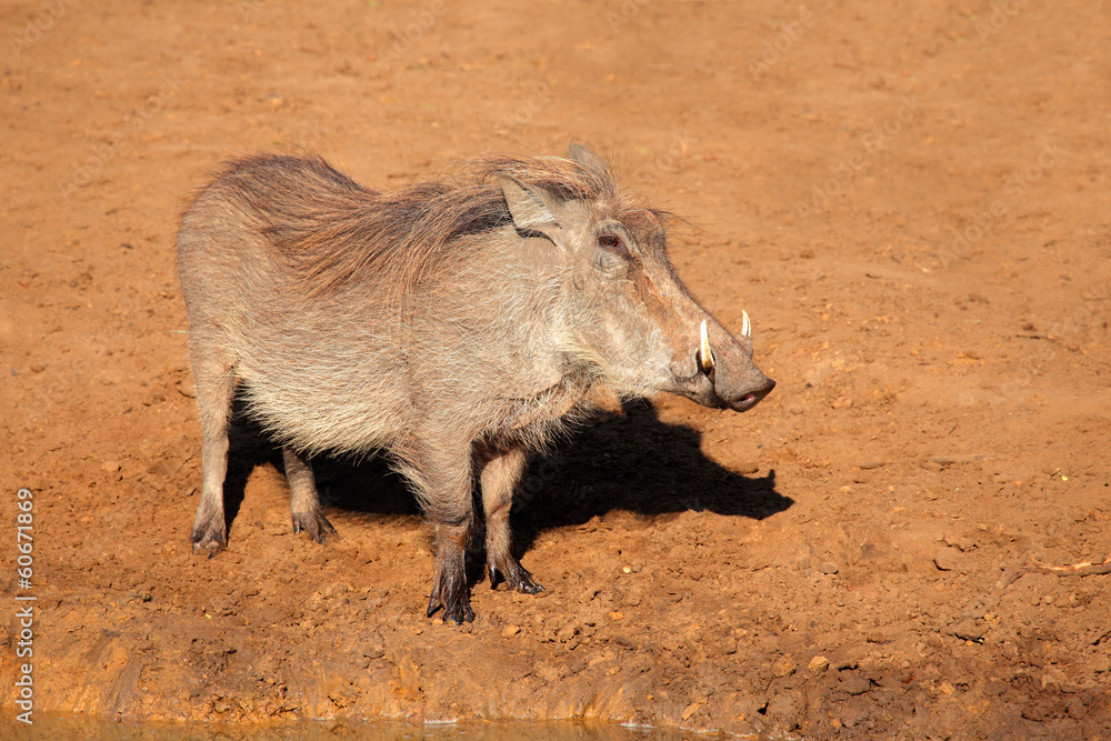Fototapeta premium Warthog, Mkuze Game Reserve