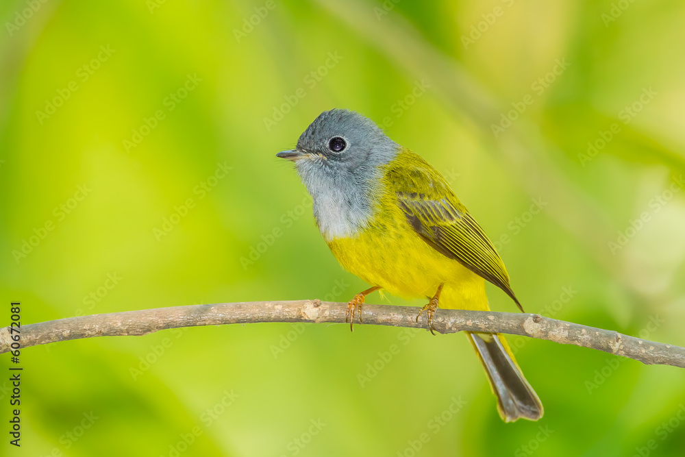 Fototapeta premium Front side of Grey-headed Canary-flycatcher