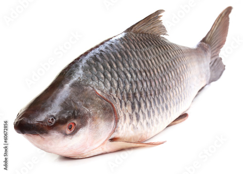 Rohu or Rohit fish of Indian subcontinent