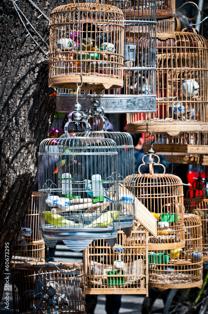 cages with birds in front of pet store in Shanghai, China Stock Photo |  Adobe Stock