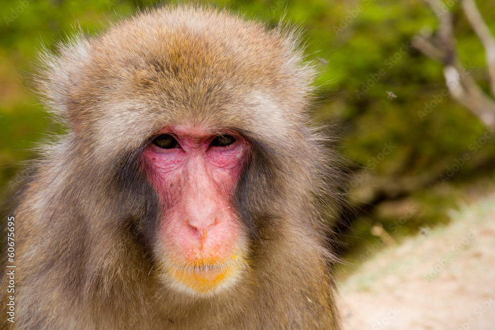 Japanese macaque Japanese macaque