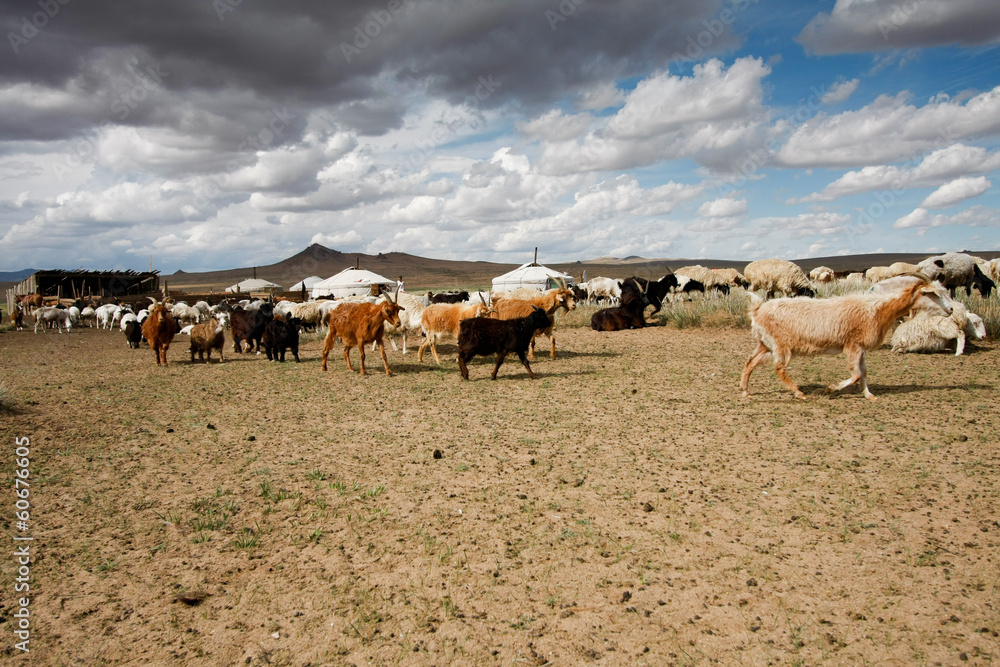 Obraz premium Pastwiska Mongolii