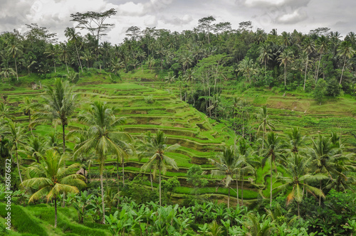 Bali ricefield Indonesia Ubud Bali