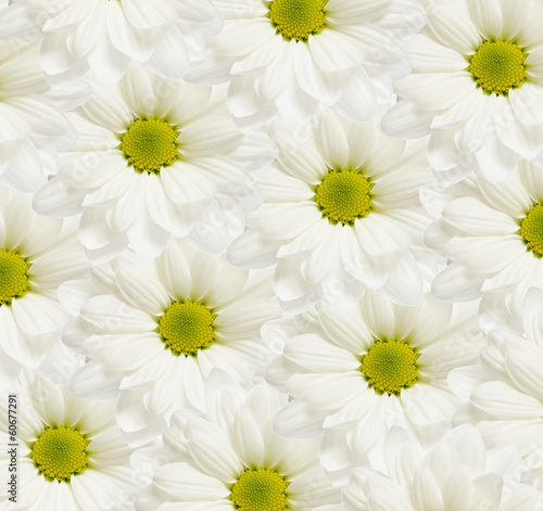 .Daisy flowers background