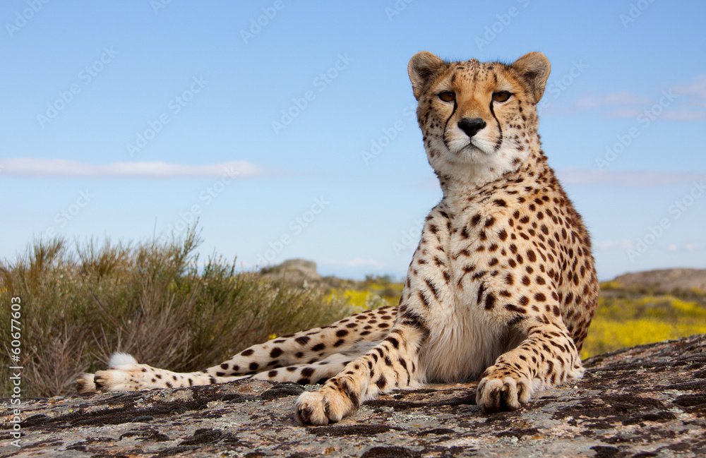 Naklejka premium leżący gepard