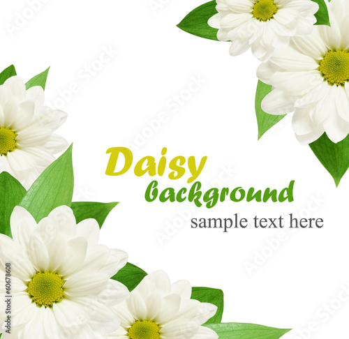 Daisy flowers background