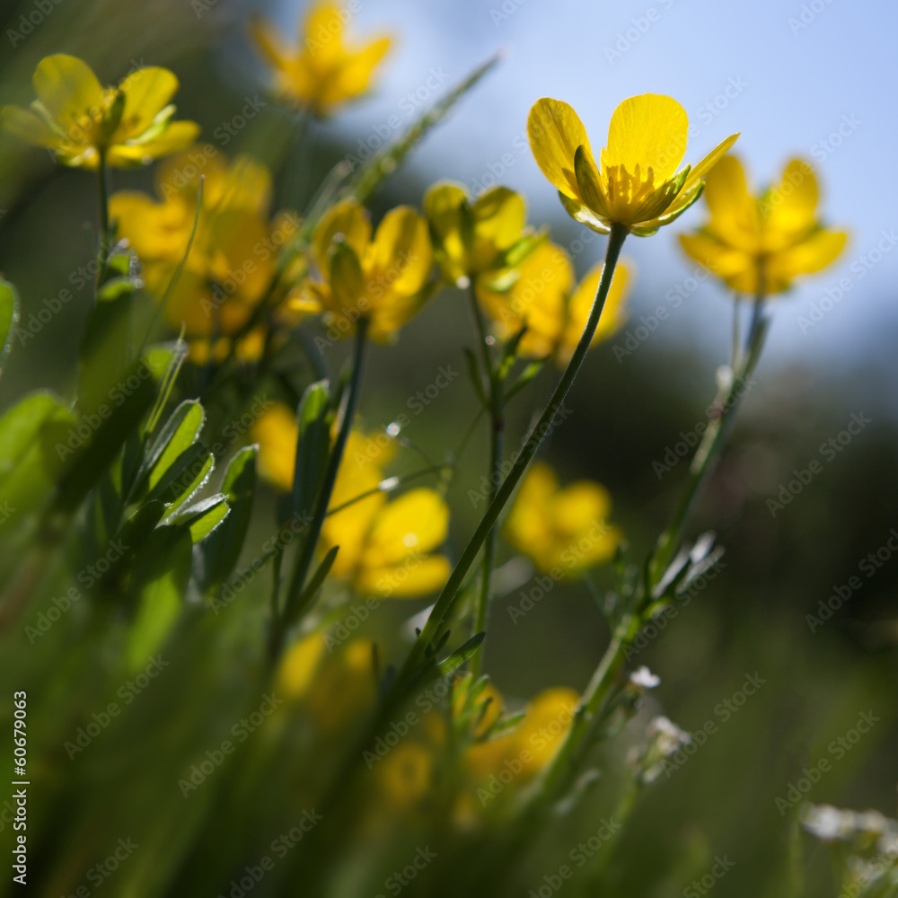 Obraz premium Bliss of spring