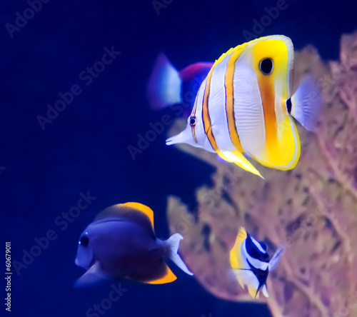 copperband-butterfly-fish