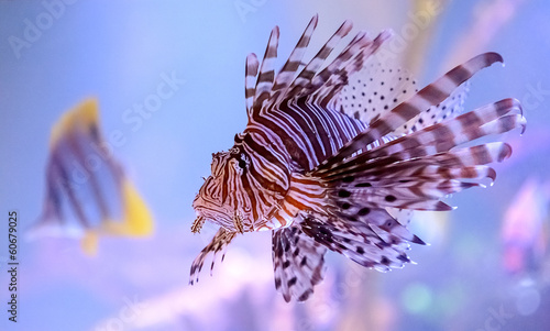 Lionfish photo