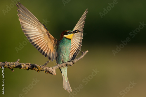 European Bee Eater with bee in beak landing on perch, Bulgaria.