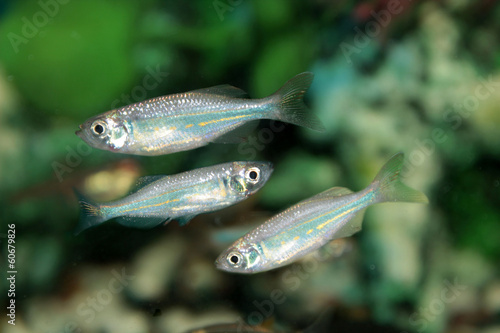 Malabar danio (Danio malabaricus) aquarium fish © kazakovmaksim