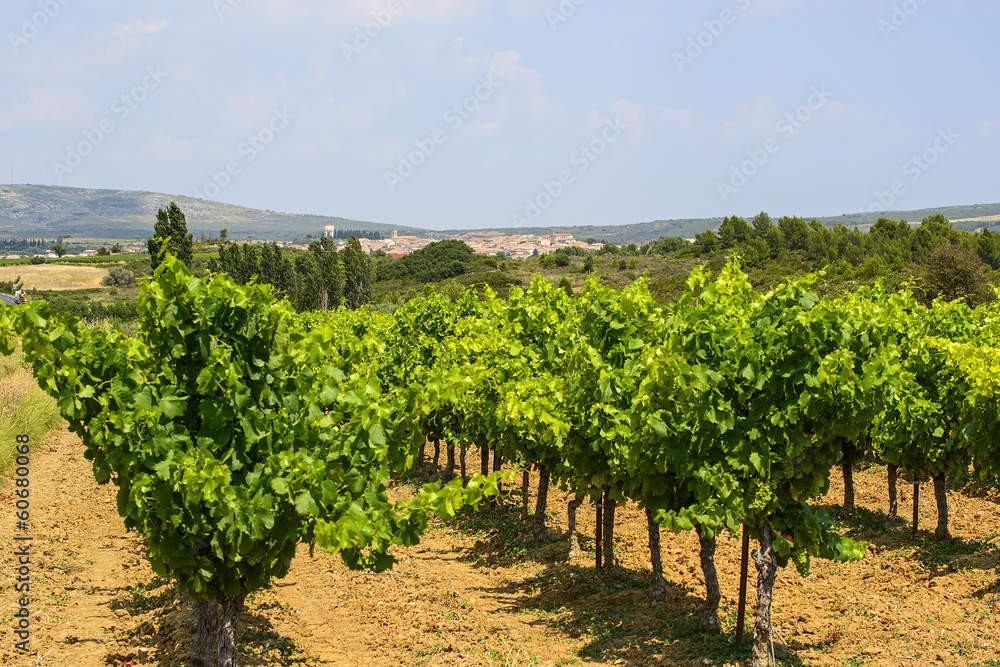 Vineyards in Languedoc-Roussillon