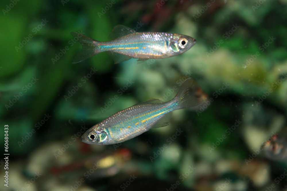 Malabar danio (Danio malabaricus) aquarium fish