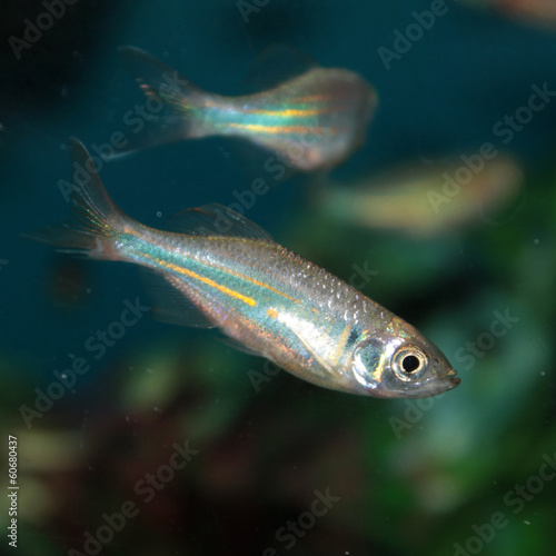 Malabar danio (Danio malabaricus) aquarium fish