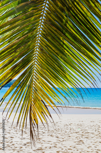 Palma sulla spiaggia delle seychelles