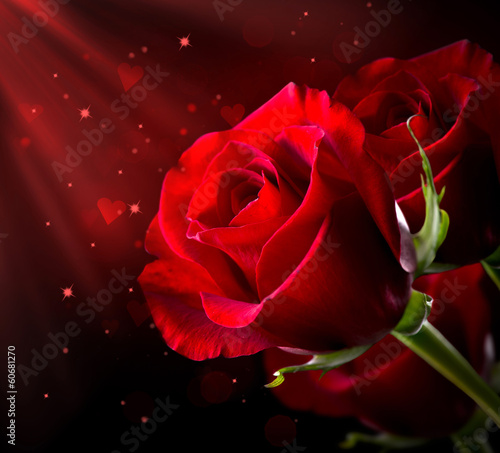 Red Rose Flower isolated on Black. St. Valentine's Day
