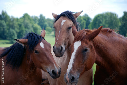 Three horses © krosbona
