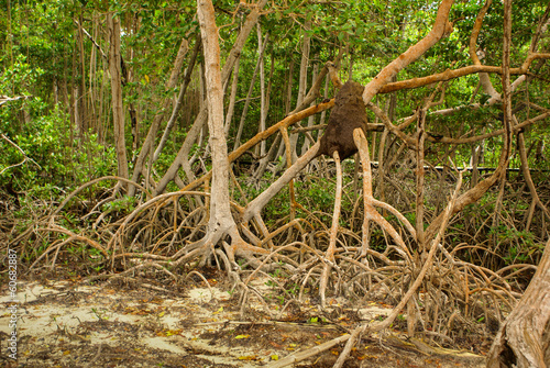 Mangrove forest in Colombia, islands caribbean Mucura