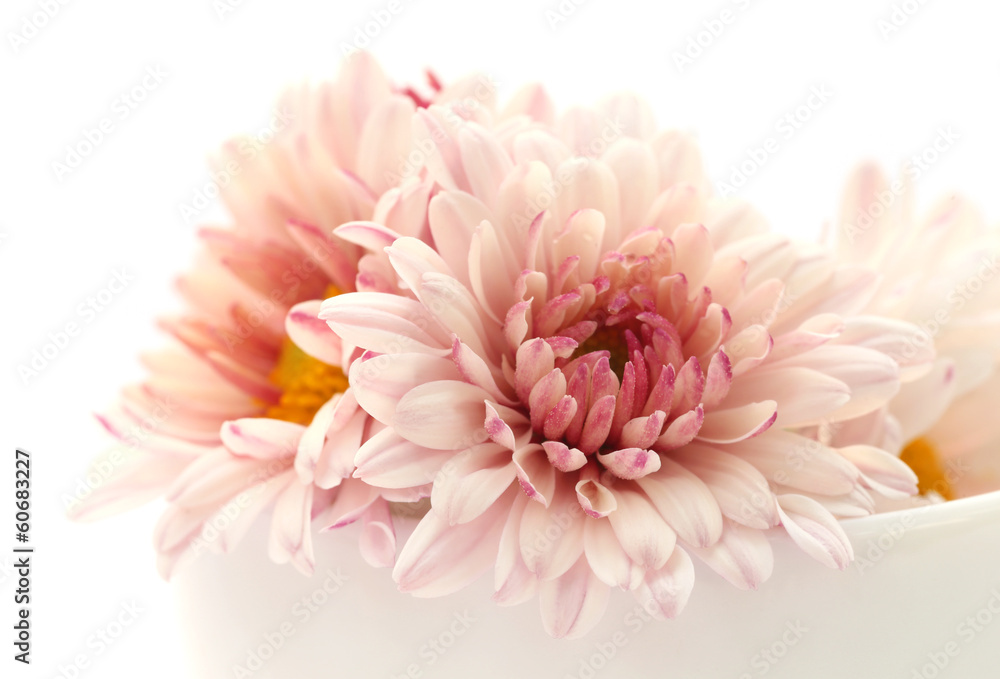 Fototapeta premium Chrysanthemum