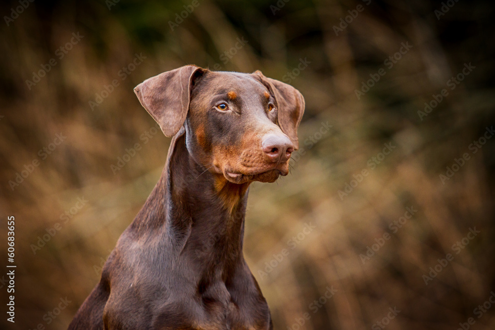 Dobermannportrait