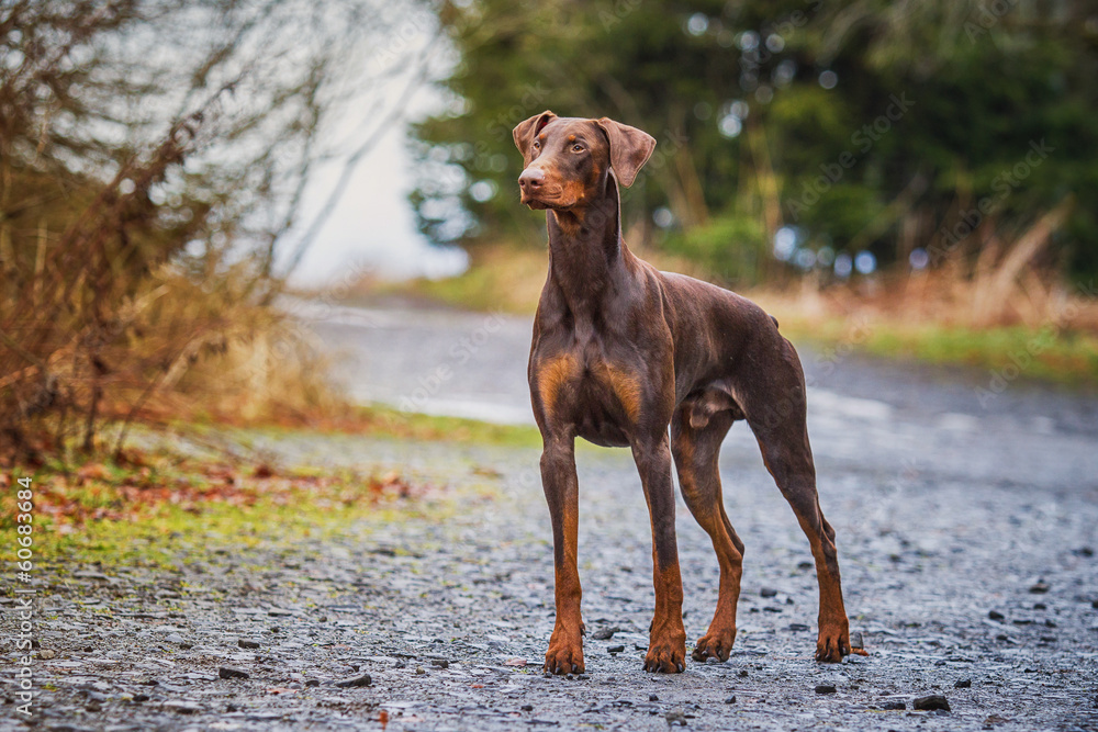 Dobermann im Wald