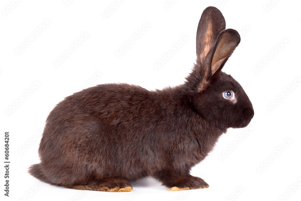 Rabbit Stock Photo | Adobe Stock