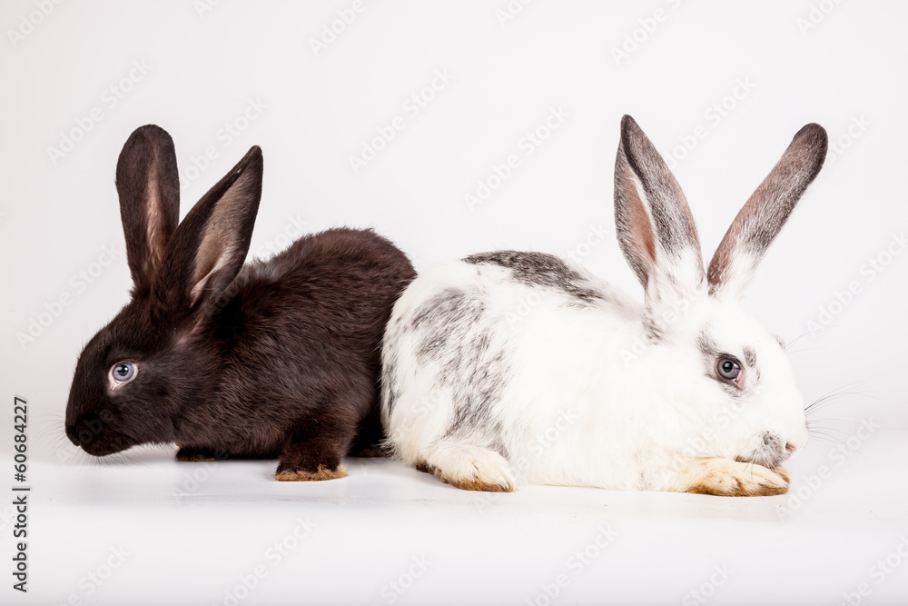Rabbit Rabbit