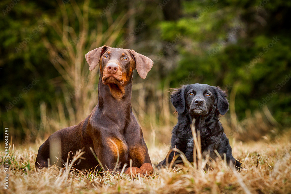 Dobermann und Hütehundmischling