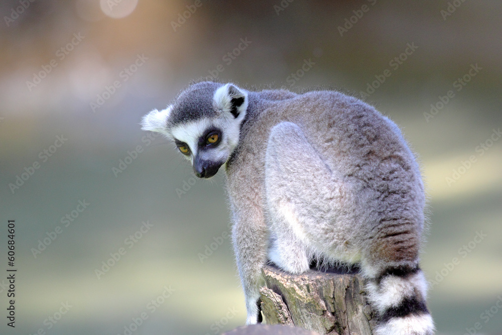 Ring-tailed lemur (Lemur catta) sitting on a log Ring-tailed lemur (Lemur catta) sitting on a log
