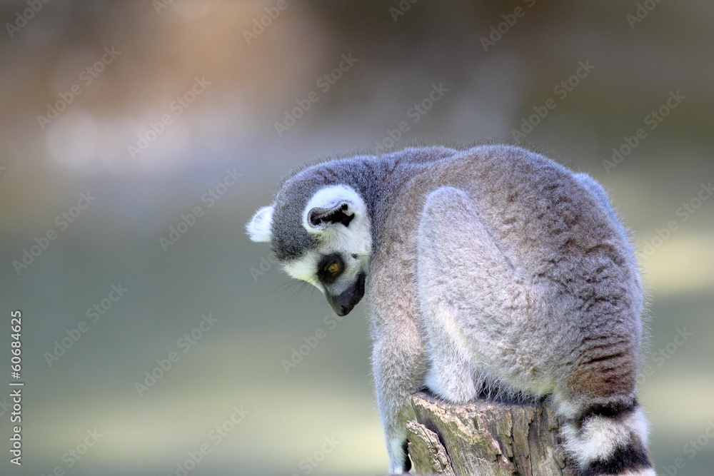 Obraz premium Ring-tailed lemur (Lemur catta) sitting on a log