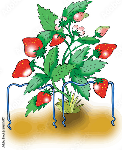 Ripe red strawberry plant on white background