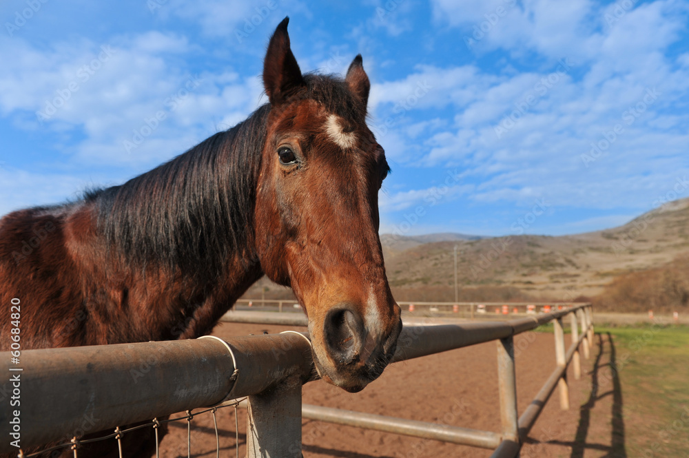 Fototapeta premium Portrait of a horse outdoors in field