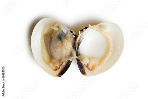 Obraz na plátně raw clam