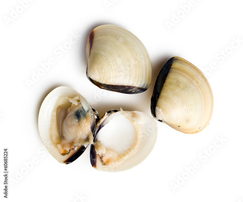 Vászonkép raw clams