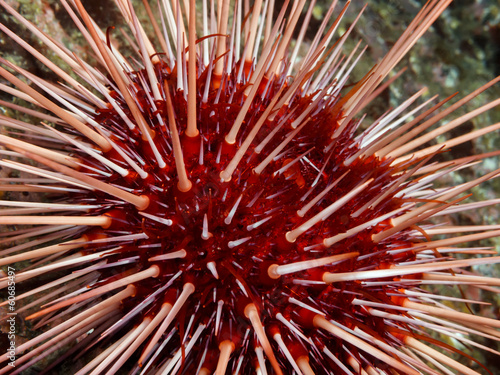 Red Sea Urchin (Strongylocentrotus franciscanus) photo