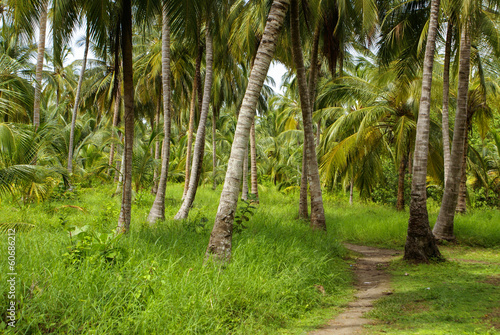 Green Palm Forest in Colombian Island Mucura