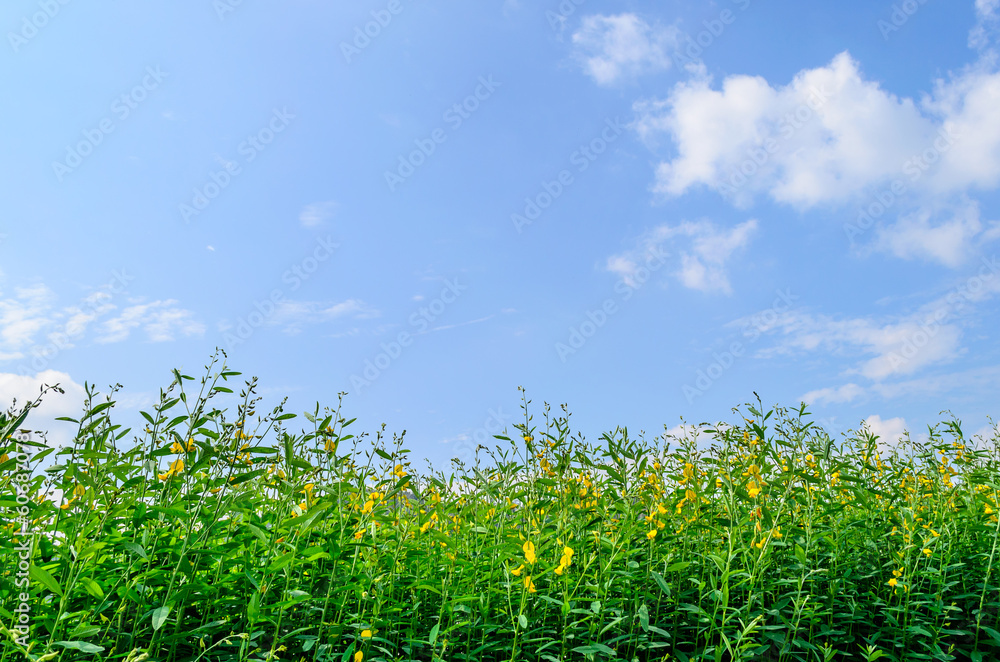 Green Small Tree over a blue sky Background Green Small Tree over a blue sky Background