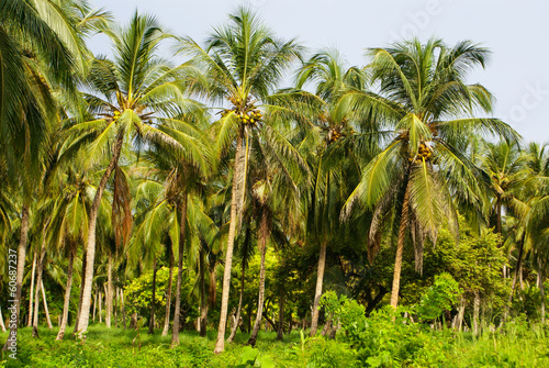 Green Palm Forest in Colombian Island Mucura © Lukasz Janyst