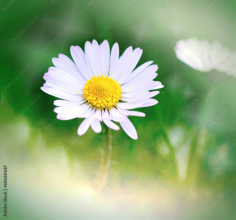 Fototapeta premium Spring daisy - Daisy