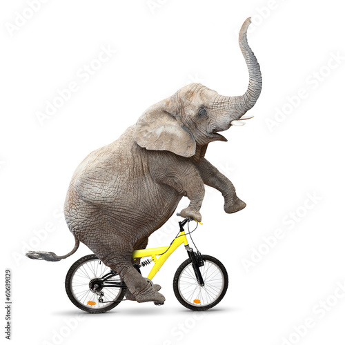 Happy elephant riding a bike.