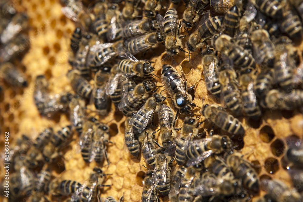 Bienenkönigin mit ihren Drohnen auf einer Honigwabe - obrazy, fototapety, plakaty 
