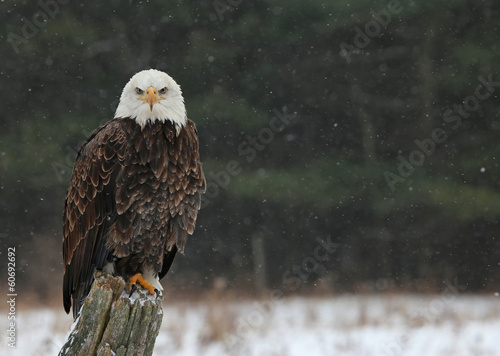 Obraz na płótnie Bald Eagle Looking at You w salonie