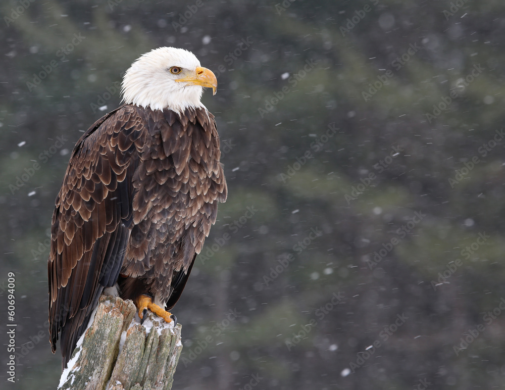 Obraz premium Bald Eagle (haliaeetus leucocephalus)
