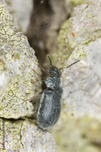 Dasytes obscurus, Melyridae on wood, macro photo photo