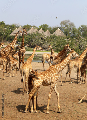 Herd of beautiful giraffes