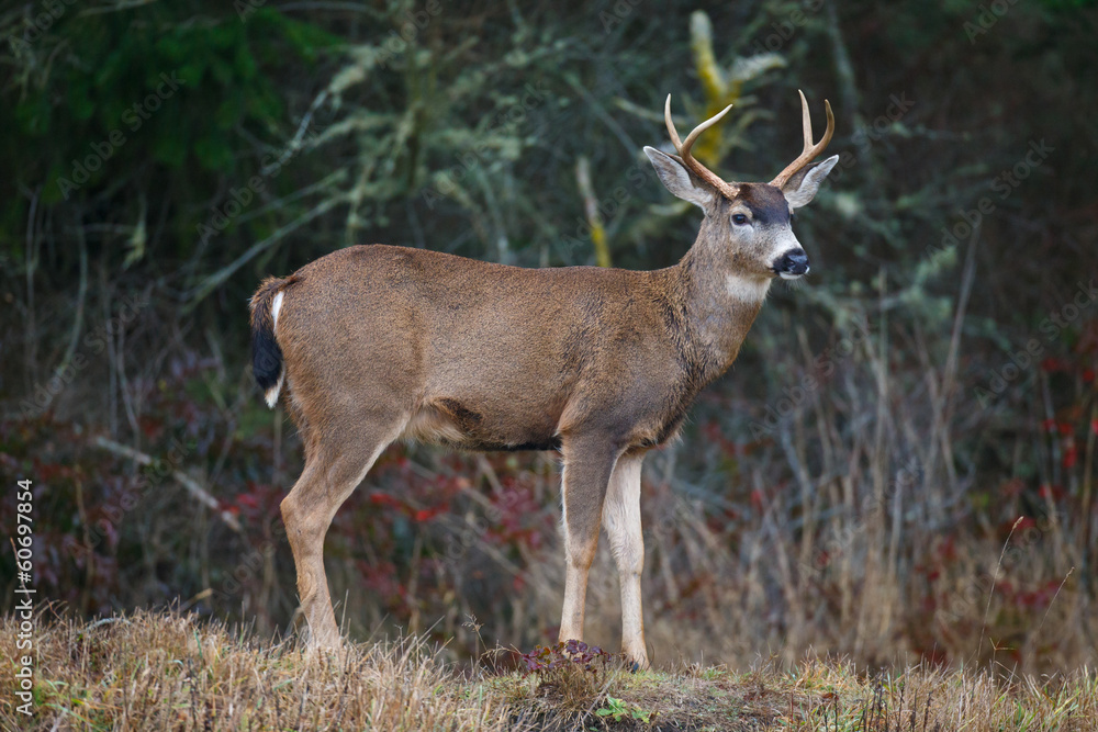 Obraz premium Male Deer